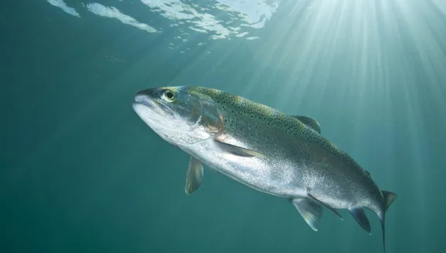 Rainbow Trout