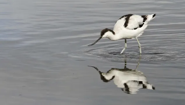 Avocet