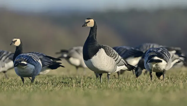 Barnacle Goose