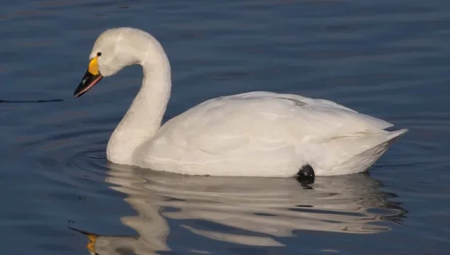 Bewick's Swan