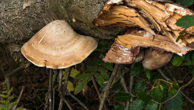 Birch Polypore