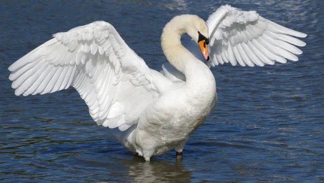 Mute Swan