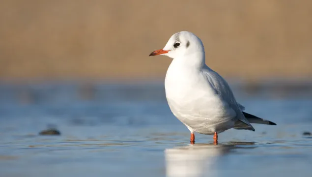 Black-headed Gull