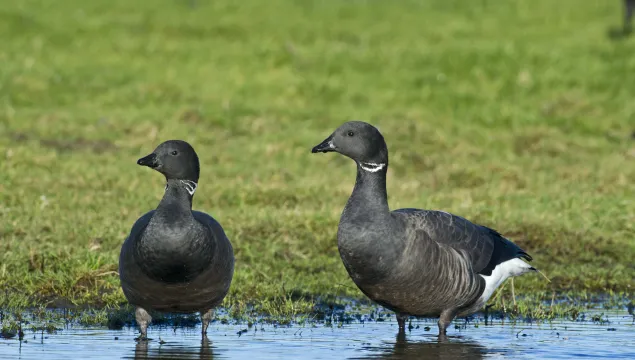 Two dark-bellied brent geese standing in a pool of water