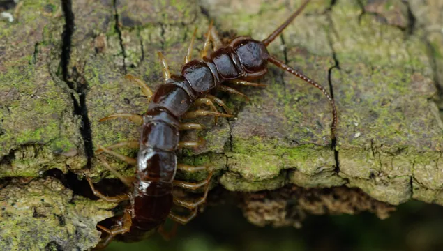 Brown Centipede