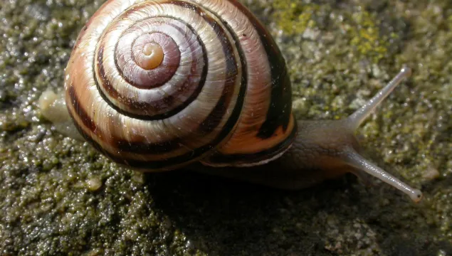 Brown-lipped Snail