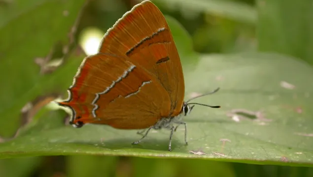 Brown hairstreak butterfly