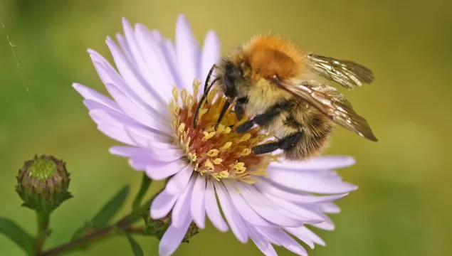 Common Carder Bee