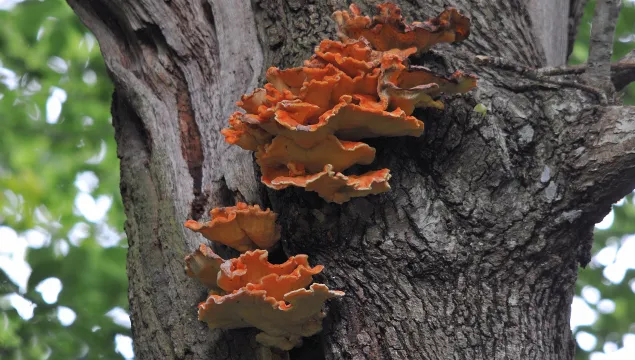 Chicken of the Woods