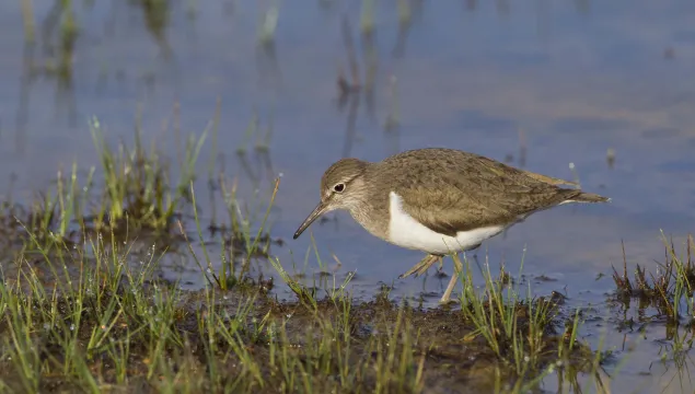 Common Sandpiper