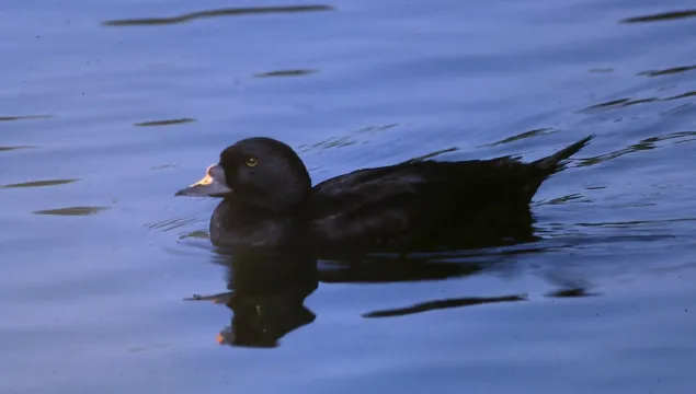 Common Scoter