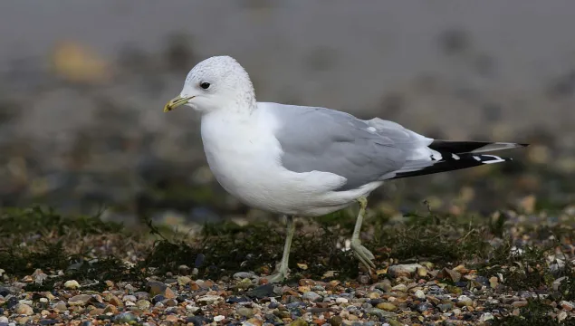 Common Gull