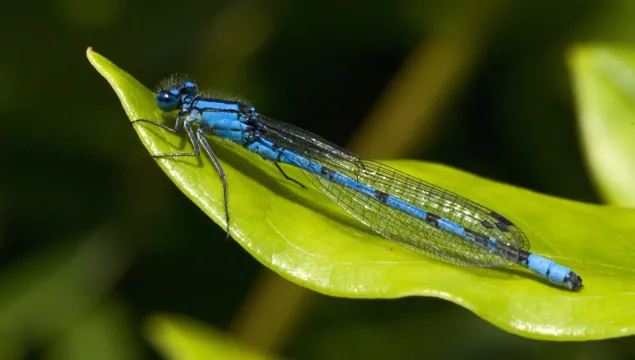 Common Blue Damselfly