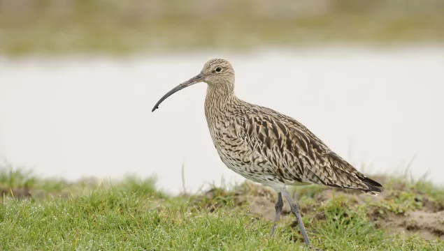 Curlew