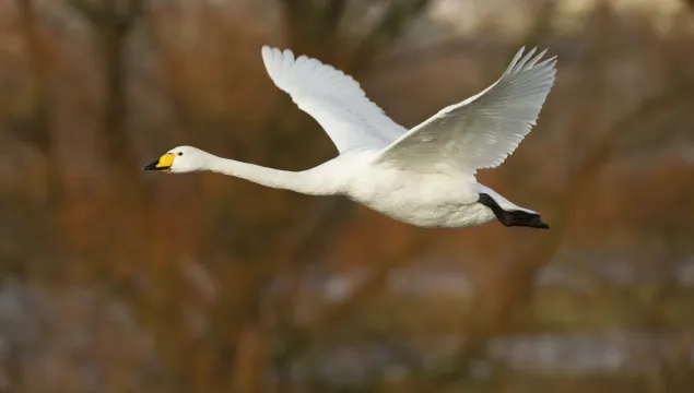 Whooper Swan