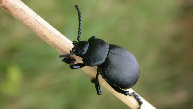 Bloody-nosed Beetle