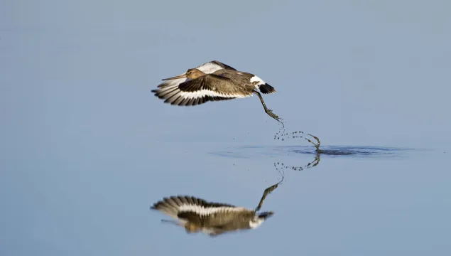 Black-tailed Godwit in flight