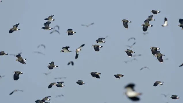 Lapwing flock