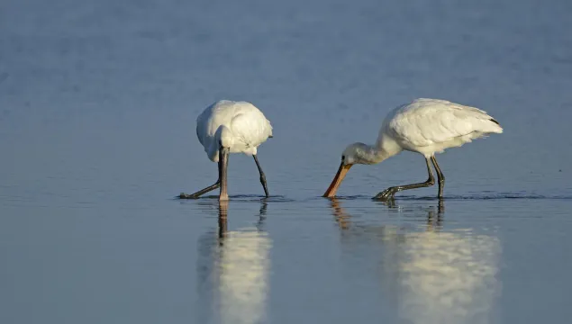 Spoonbills feeding