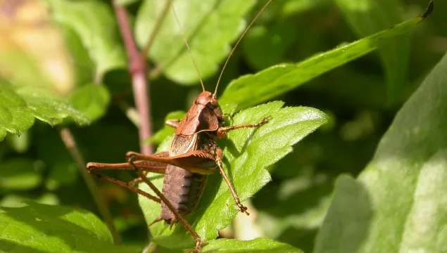 Dark Bush-cricket