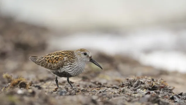 Dunlin