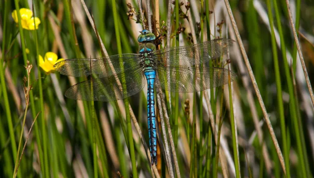 Emperor Dragonfly