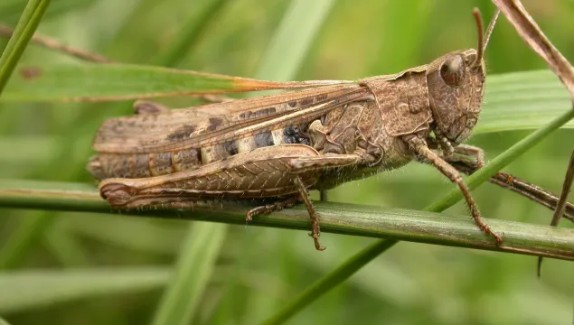 Common Field Grasshopper