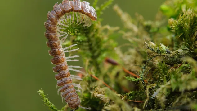 Flat-backed Millipede