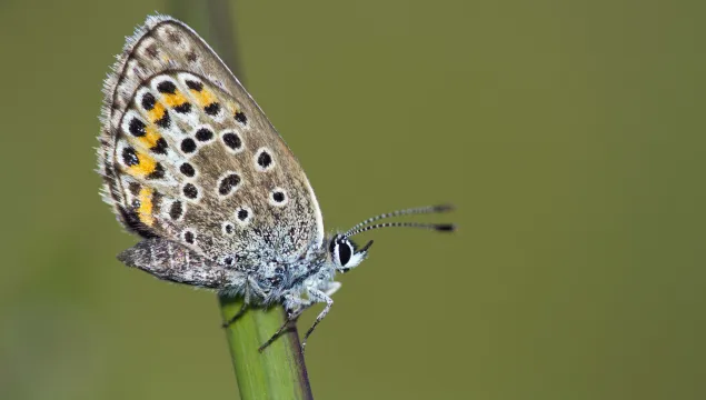 Silver-studded Blue butterfly