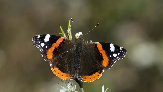 Red Admiral butterfly