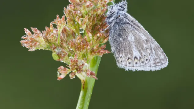 Common Blue butterfly on Soft Rush