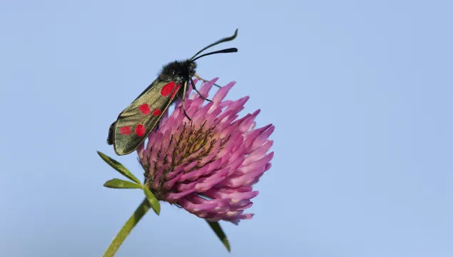 Six-spot Burnet moth on Red Clover