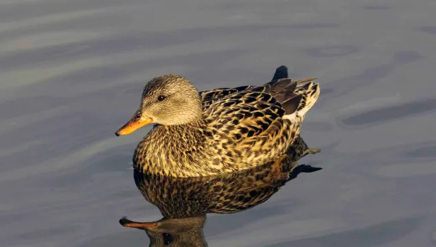 Gadwall