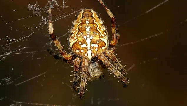 Garden Spider