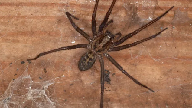 Giant House Spider