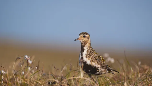 Golden Plover