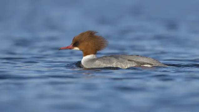 Goosander female