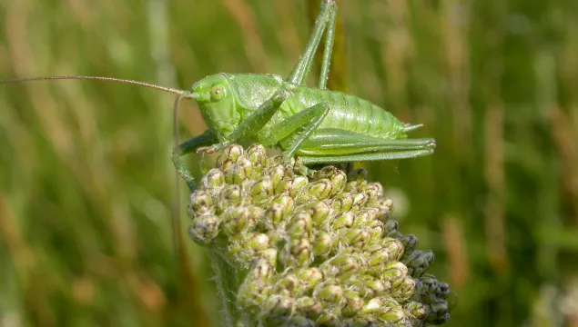 Great Green Bush-cricket
