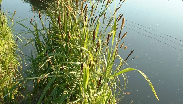 Greater Pond Sedge