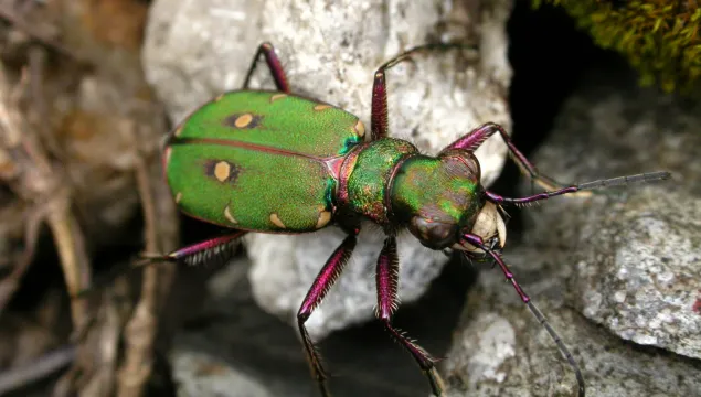 Green Tiger Beetle