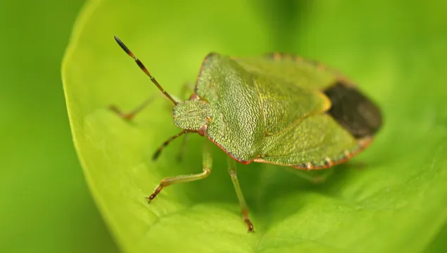 Common Green Shield Bug