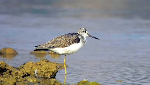 Greenshank