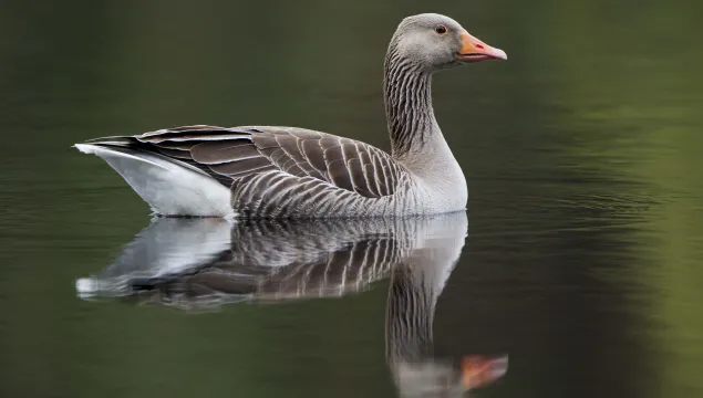 A greylag goose swimming, reflected in the water