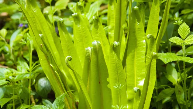 Hart's-tongue Fern