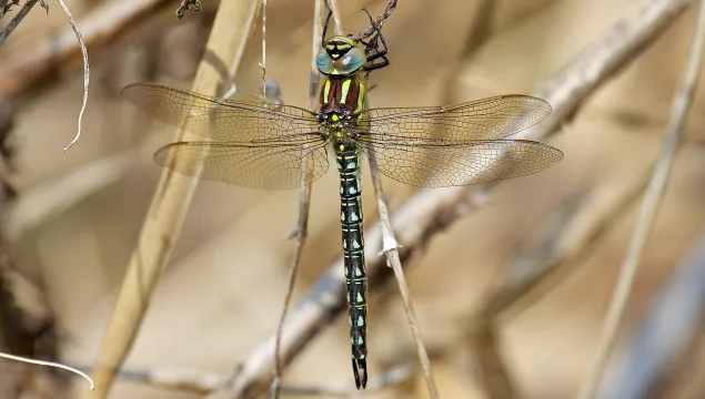 Hairy Dragonfly