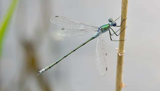 Emerald Damselfly