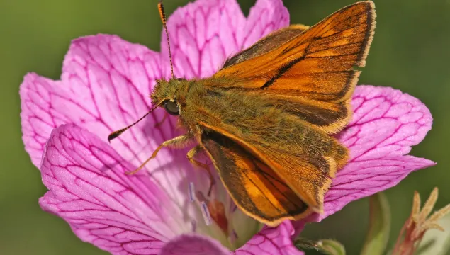 Large Skipper