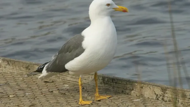 Lesser Black-backed Gull