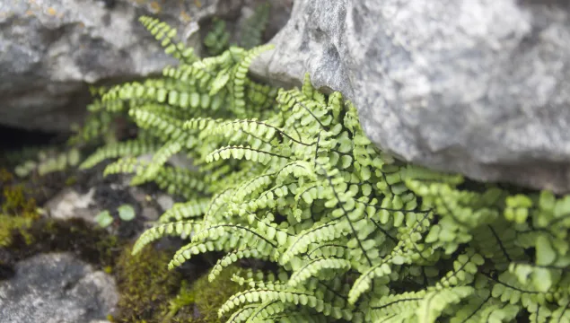 Maidenhair Spleenwort