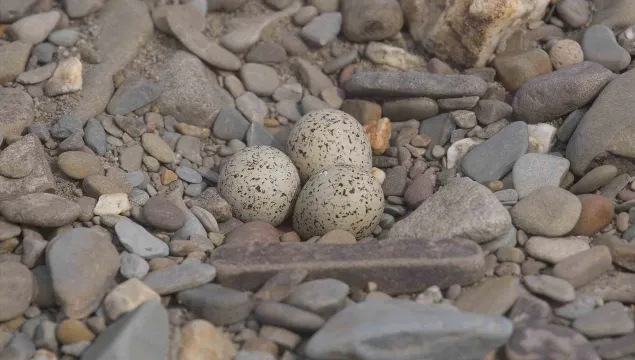 Little Ringed Plover eggs